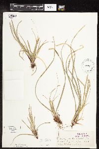 Carex pedunculata image