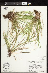Carex pedunculata image