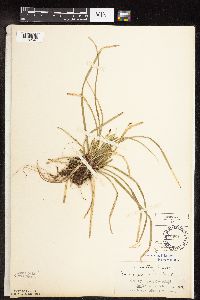 Carex pedunculata image