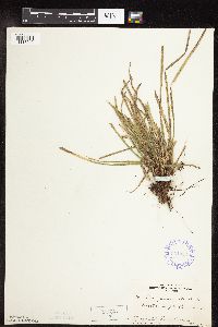 Carex pedunculata image
