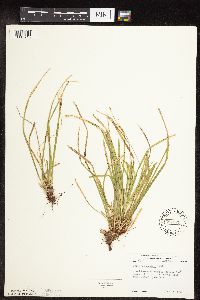 Carex pedunculata image