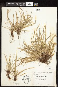 Carex pedunculata image