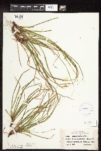 Carex pedunculata image