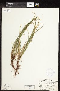 Carex pedunculata image