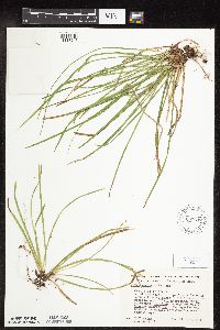 Carex pedunculata image