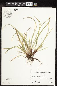 Carex pedunculata image