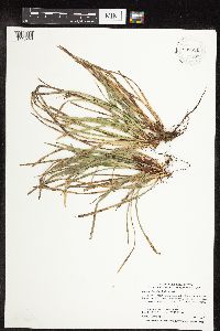 Carex pedunculata image
