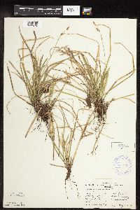 Carex pedunculata image