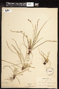 Carex pedunculata image