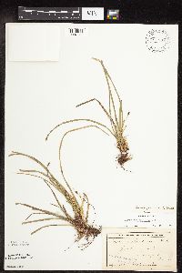 Carex pedunculata image