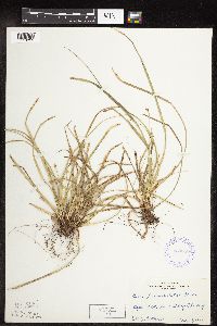 Carex pedunculata image