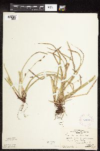 Carex pedunculata image