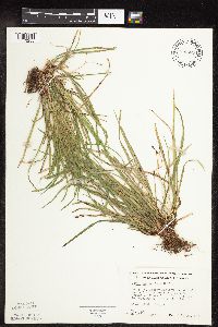 Carex pedunculata image