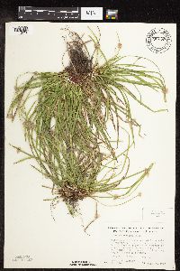 Carex pedunculata image