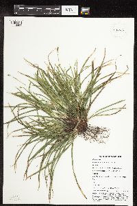 Carex pedunculata image