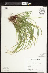 Carex pedunculata image