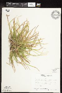 Carex pedunculata image