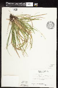 Carex pedunculata image
