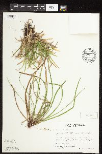 Carex pedunculata image