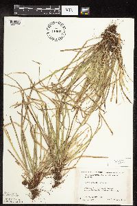 Carex pedunculata image
