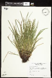 Carex pedunculata image