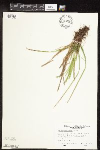 Carex pedunculata image