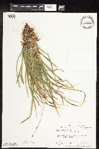 Carex pedunculata image