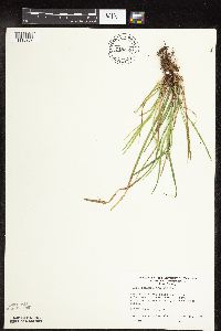 Carex pedunculata image