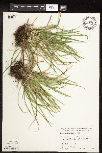 Carex pedunculata image