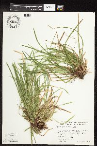 Carex pedunculata image