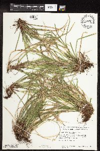Carex pedunculata image