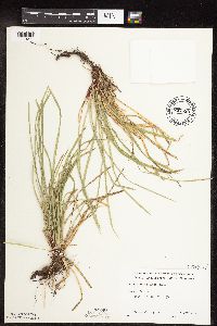 Carex pedunculata image