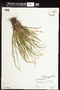 Carex pedunculata image