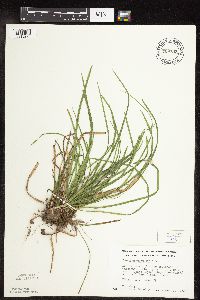 Carex pedunculata image