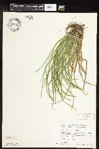 Carex pedunculata image