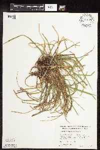 Carex pedunculata image