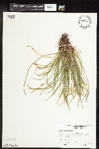 Carex pedunculata image