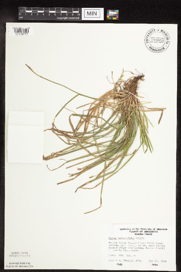Carex pedunculata image