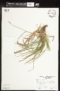 Carex pedunculata image
