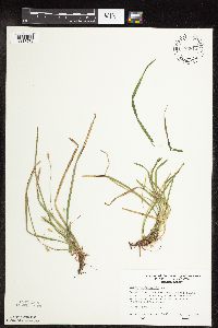 Carex pedunculata image