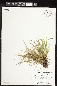 Carex pedunculata image
