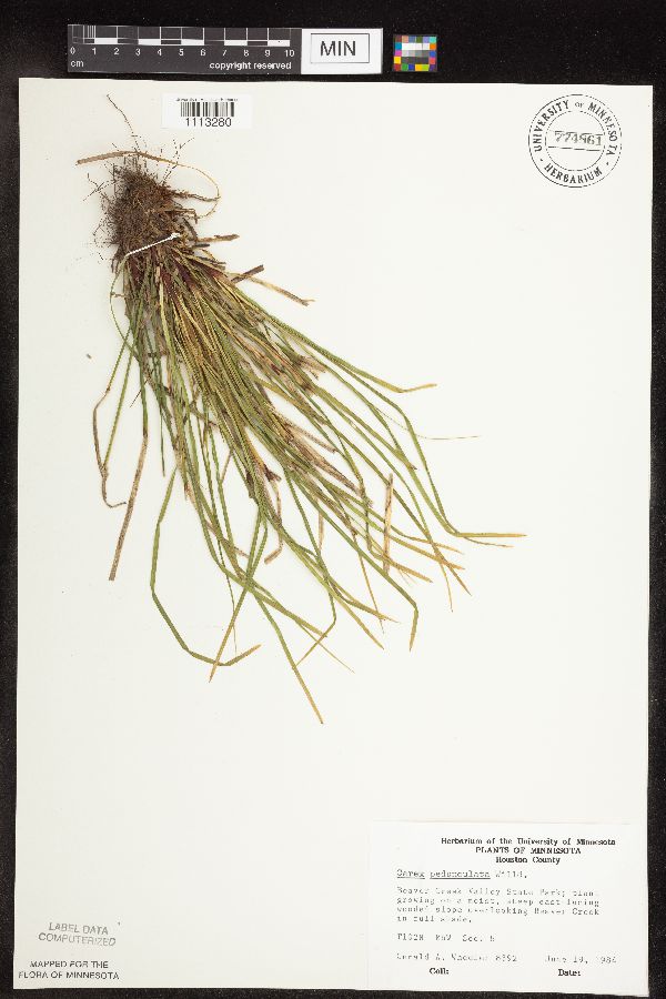 Carex pedunculata image