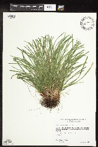 thumbnail image of current specimen