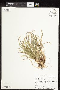 Thumbnail image of current specimen
