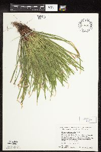 thumbnail image of current specimen
