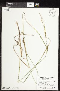 Carex pellita image