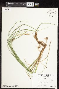 Carex pellita image