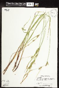 Carex pellita image