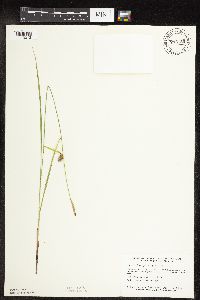 Carex pellita image