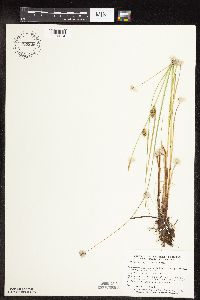 Carex pellita image
